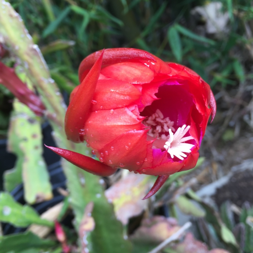 🔥Fuchsia/Red Orchid Cactus Epiphyllum 2 Fresh Cuttings - Picture 5 of 6